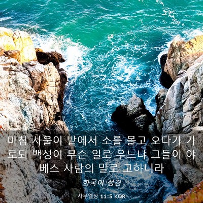 Picture 03 - 사무엘상 11:5 KOR - 마침 사울이 밭에서 소를 몰고 - Bible Verse Picture