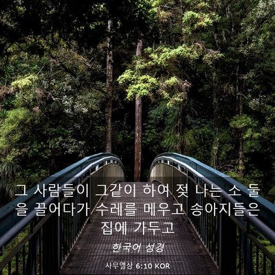 Picture 03 - 사무엘상 6:10 KOR - 그 사람들이 그같이 하여 젖 나는 소 - Bible Verse Picture