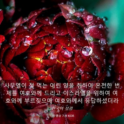 Picture 03 - 사무엘상 7:9 KOR - 사무엘이 젖 먹는 어린 양을 취하여 - Bible Verse Picture