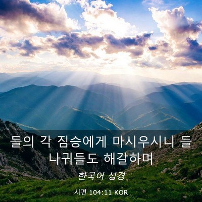 Picture 03 - 시편 104:11 KOR - 들의 각 짐승에게 마시우시니 - Bible Verse Picture