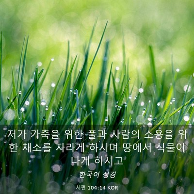 Picture 03 - 시편 104:14 KOR - 저가 가축을 위한 풀과 사람의 - Bible Verse Picture