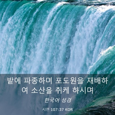 Picture 03 - 시편 107:37 KOR - 밭에 파종하며 포도원을 재배하여 - Bible Verse Picture
