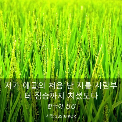 Picture 03 - 시편 135:8 KOR - 저가 애굽의 처음 난 자를 사람부터 - Bible Verse Picture