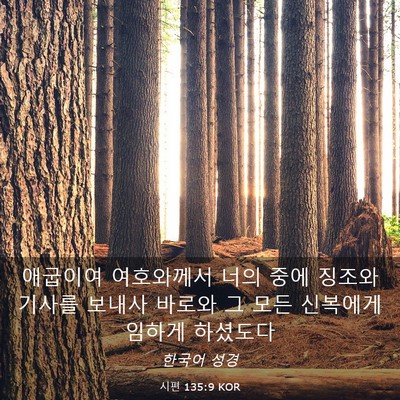 Picture 03 - 시편 135:9 KOR - 애굽이여 여호와께서 너의 중에 - Bible Verse Picture