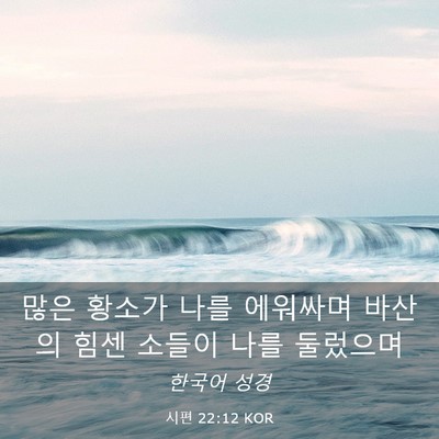 Picture 03 - 시편 22:12 KOR - 많은 황소가 나를 에워싸며 바산의 - Bible Verse Picture