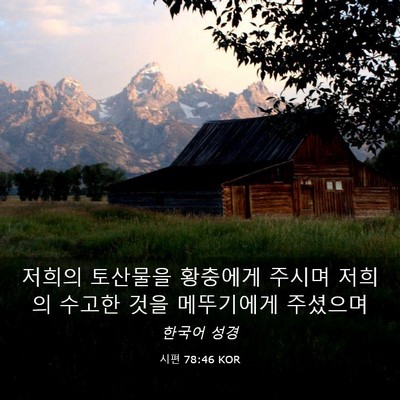 Picture 03 - 시편 78:46 KOR - 저희의 토산물을 황충에게 주시며 - Bible Verse Picture