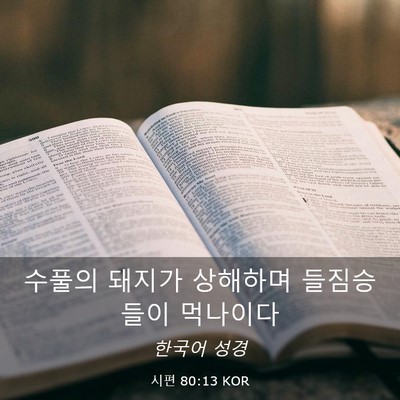 Picture 03 - 시편 80:13 KOR - 수풀의 돼지가 상해하며 들짐승들이 - Bible Verse Picture