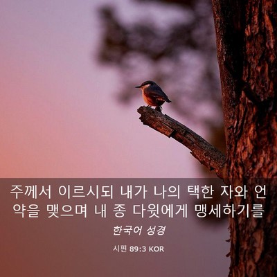 Picture 03 - 시편 89:3 KOR - 주께서 이르시되 내가 나의 택한 - Bible Verse Picture