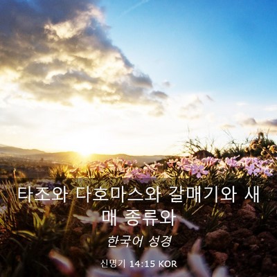 Picture 03 - 신명기 14:15 KOR - 타조와 다호마스와 갈매기와 새매 - Bible Verse Picture