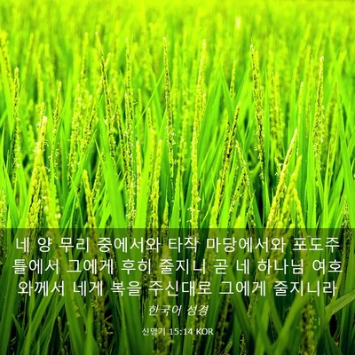 Picture 03 - 신명기 15:14 KOR - 네 양 무리 중에서와 타작 - Bible Verse Picture