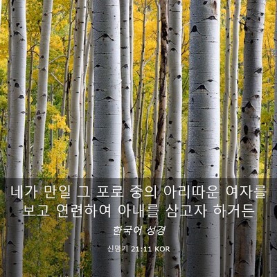 Picture 03 - 신명기 21:11 KOR - 네가 만일 그 포로 중의 아리따운 - Bible Verse Picture