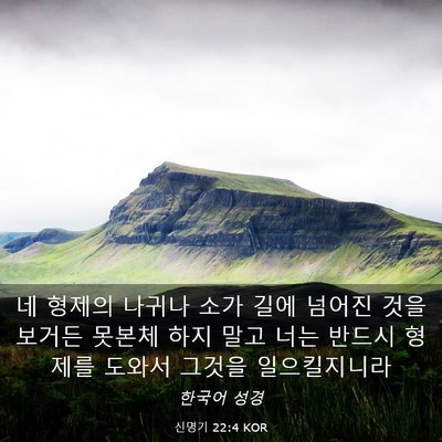 Picture 03 - 신명기 22:4 KOR - 네 형제의 나귀나 소가 길에 넘어진 - Bible Verse Picture