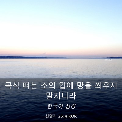 Picture 03 - 신명기 25:4 KOR - 곡식 떠는 소의 입에 망을 씌우지 - Bible Verse Picture