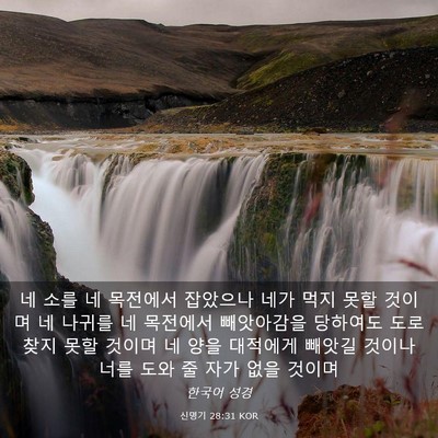 Picture 03 - 신명기 28:31 KOR - 네 소를 네 목전에서 잡았으나 네가 - Bible Verse Picture