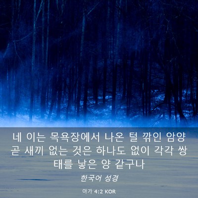 Picture 03 - 아가 4:2 KOR - 네 이는 목욕장에서 나온 털 깎인 - Bible Verse Picture