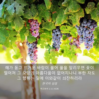 Picture 03 - 야고보서 1:11 KOR - 해가 돋고 뜨거운 바람이 불어 풀을 - Bible Verse Picture
