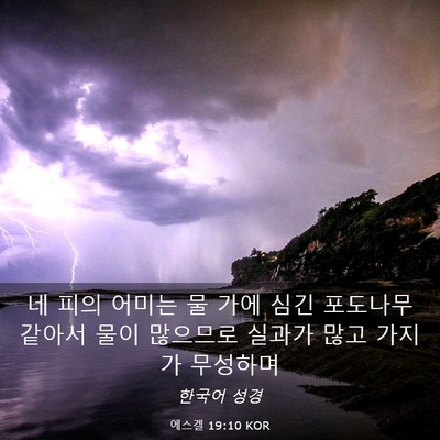 Picture 03 - 에스겔 19:10 KOR - 네 피의 어미는 물 가에 심긴 - Bible Verse Picture