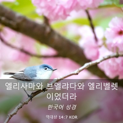 Picture 03 - 역대상 14:7 KOR - 엘리사마와 브엘랴다와 - Bible Verse Picture