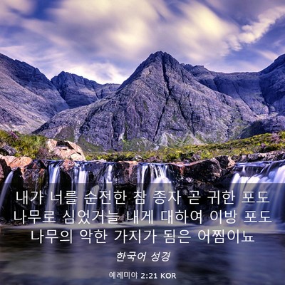 Picture 03 - 예레미야 2:21 KOR - 내가 너를 순전한 참 종자 곧 귀한 - Bible Verse Picture