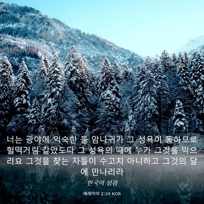 Picture 03 - 예레미야 2:24 KOR - 너는 광야에 익숙한 들 암나귀가 그 - Bible Verse Picture
