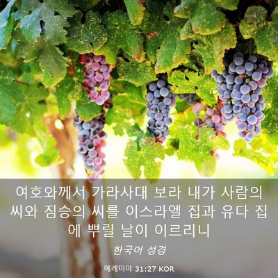 Picture 03 - 예레미야 31:27 KOR - 여호와께서 가라사대 보라 내가 - Bible Verse Picture