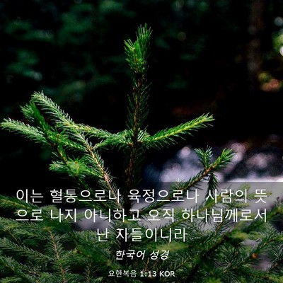 Picture 03 - 요한복음 1:13 KOR - 이는 혈통으로나 육정으로나 사람의 - Bible Verse Picture