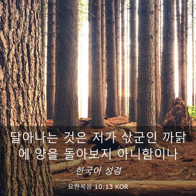 Picture 03 - 요한복음 10:13 KOR - 달아나는 것은 저가 삯군인 까닭에 - Bible Verse Picture