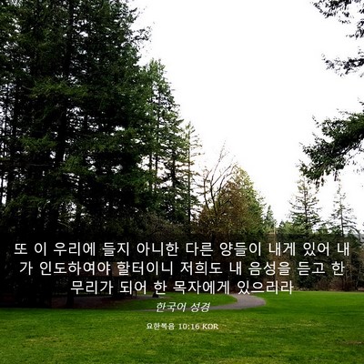 Picture 03 - 요한복음 10:16 KOR - 또 이 우리에 들지 아니한 다른 - Bible Verse Picture