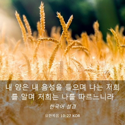 Picture 03 - 요한복음 10:27 KOR - 내 양은 내 음성을 들으며 나는 - Bible Verse Picture