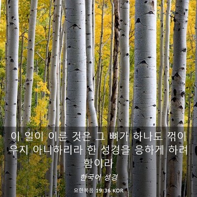 Picture 03 - 요한복음 19:36 KOR - 이 일이 이룬 것은 그 뼈가 하나도 - Bible Verse Picture
