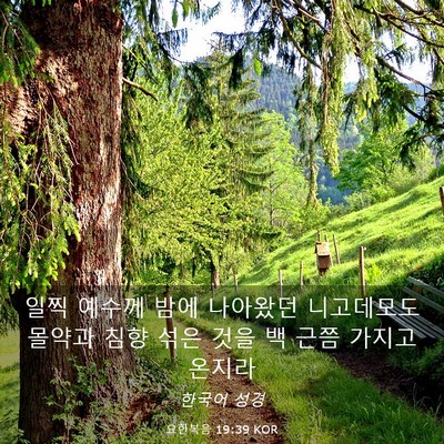 Picture 03 - 요한복음 19:39 KOR - 일찍 예수께 밤에 나아왔던 - Bible Verse Picture