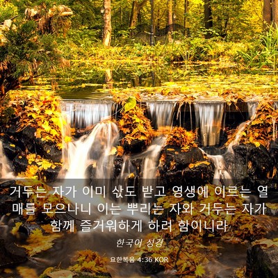 Picture 03 - 요한복음 4:36 KOR - 거두는 자가 이미 삯도 받고 영생에 - Bible Verse Picture