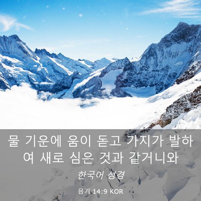 Picture 03 - 욥기 14:9 KOR - 물 기운에 움이 돋고 가지가 발하여 - Bible Verse Picture