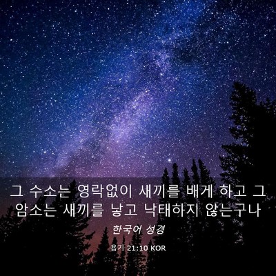 Picture 03 - 욥기 21:10 KOR - 그 수소는 영락없이 새끼를 배게 - Bible Verse Picture