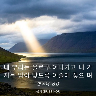Picture 03 - 욥기 29:19 KOR - 내 뿌리는 물로 뻗어나가고 내 - Bible Verse Picture