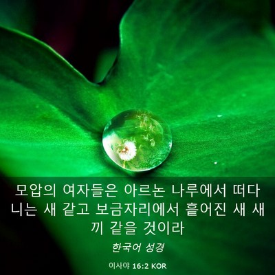 Picture 03 - 이사야 16:2 KOR - 모압의 여자들은 아르논 나루에서 - Bible Verse Picture