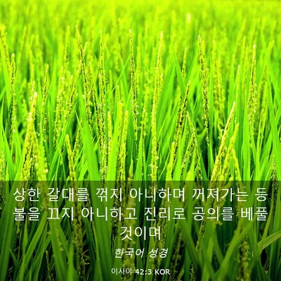 Picture 03 - 이사야 42:3 KOR - 상한 갈대를 꺾지 아니하며 꺼져가는 - Bible Verse Picture