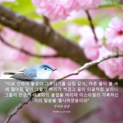 Picture 03 - 이사야 5:24 KOR - 