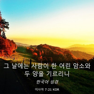 Picture 03 - 이사야 7:21 KOR - 그 날에는 사람이 한 어린 암소와 두 - Bible Verse Picture
