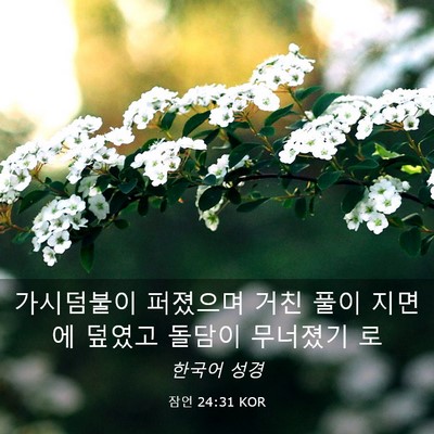 Picture 03 - 잠언 24:31 KOR - 가시덤불이 퍼졌으며 거친 풀이 - Bible Verse Picture