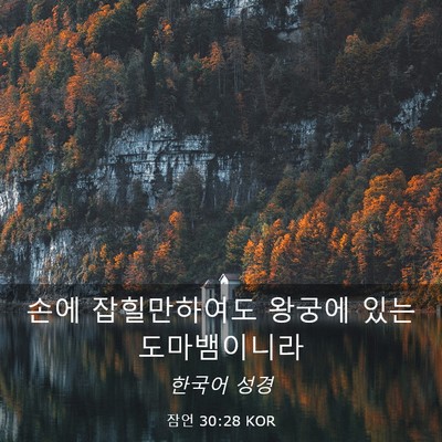 Picture 03 - 잠언 30:28 KOR - 손에 잡힐만하여도 왕궁에 있는 - Bible Verse Picture