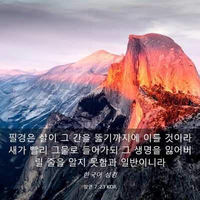 Picture 03 - 잠언 7:23 KOR - 필경은 살이 그 간을 뚫기까지에 - Bible Verse Picture