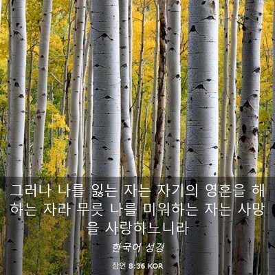 Picture 03 - 잠언 8:36 KOR - 그러나 나를 잃는 자는 자기의 - Bible Verse Picture