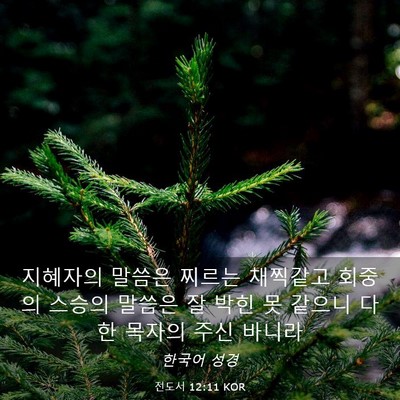Picture 03 - 전도서 12:11 KOR - 지혜자의 말씀은 찌르는 채찍같고 - Bible Verse Picture