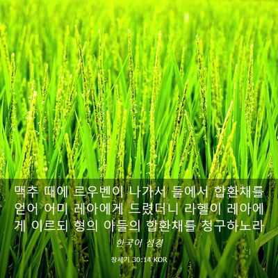 Picture 03 - 창세기 30:14 KOR - 맥추 때에 르우벤이 나가서 들에서 - Bible Verse Picture