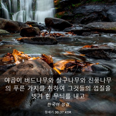 Picture 03 - 창세기 30:37 KOR - 야곱이 버드나무와 살구나무와 - Bible Verse Picture