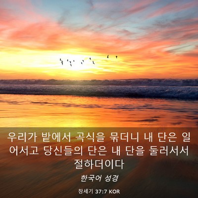 Picture 03 - 창세기 37:7 KOR - 우리가 밭에서 곡식을 묶더니 내 - Bible Verse Picture