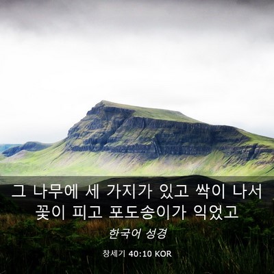 Picture 03 - 창세기 40:10 KOR - 그 나무에 세 가지가 있고 싹이 나서 - Bible Verse Picture