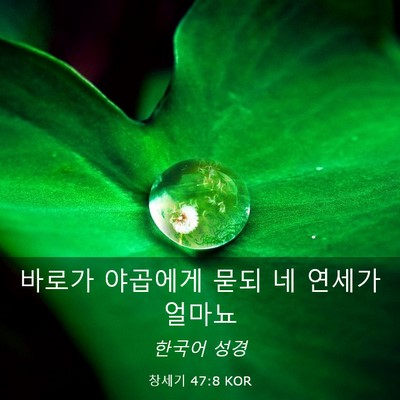 Picture 03 - 창세기 47:8 KOR - 바로가 야곱에게 묻되 네 연세가 - Bible Verse Picture