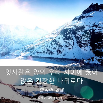 Picture 03 - 창세기 49:14 KOR - 잇사갈은 양의 우리 사이에 꿇어 - Bible Verse Picture